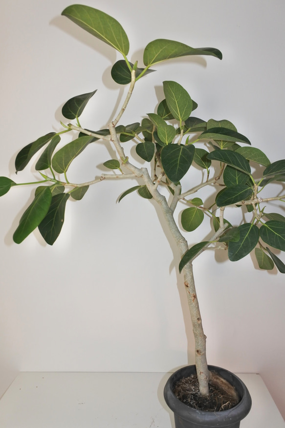 "フィカス・ベンガレンシス" ゴムの木 観葉植物 ギフト インドアグリーン ベンガルゴム 1枚目の画像