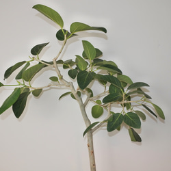 "フィカス・ベンガレンシス" ゴムの木 観葉植物 ギフト インドアグリーン ベンガルゴム 2枚目の画像