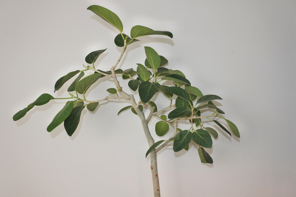 "フィカス・ベンガレンシス" ゴムの木 観葉植物 ギフト インドアグリーン ベンガルゴム 2枚目の画像