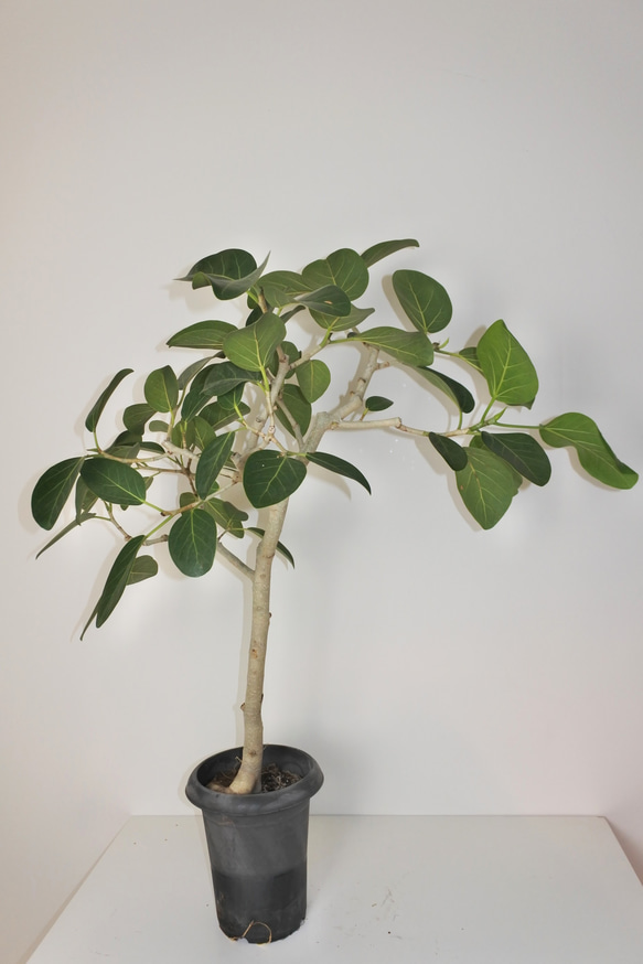 "フィカス・ベンガレンシス" ゴムの木 観葉植物 ギフト インドアグリーン ベンガルゴム 6枚目の画像