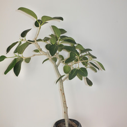 "フィカス・ベンガレンシス" ゴムの木 観葉植物 ギフト インドアグリーン ベンガルゴム 8枚目の画像