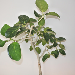 "フィカス・ベンガレンシス" ゴムの木 観葉植物 ギフト インドアグリーン ベンガルゴム 3枚目の画像