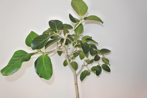 "フィカス・ベンガレンシス" ゴムの木 観葉植物 ギフト インドアグリーン ベンガルゴム 3枚目の画像