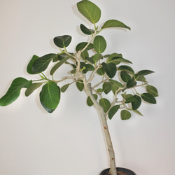 "フィカス・ベンガレンシス" ゴムの木 観葉植物 ギフト インドアグリーン ベンガルゴム 7枚目の画像