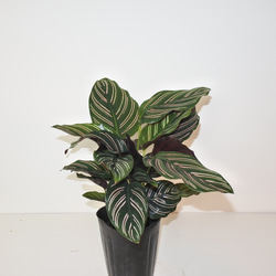人気 "カラテア サンデリアーナ"ギフト インドアグリーン 観葉植物 3号ポット 3枚目の画像