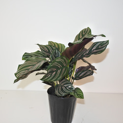 人気 "カラテア サンデリアーナ"ギフト インドアグリーン 観葉植物 3号ポット 4枚目の画像