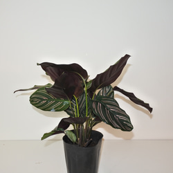 人気 "カラテア サンデリアーナ"ギフト インドアグリーン 観葉植物 3号ポット 5枚目の画像