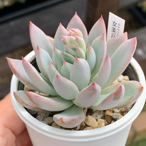 ☆女美月 多肉植物 自家栽培 国産 多肉植物 美✴︎taniku 通販