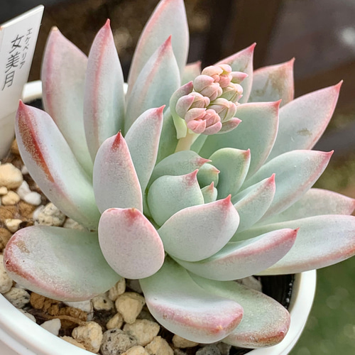 ☆女美月 多肉植物 自家栽培 国産 多肉植物 美✴︎taniku（セール開催