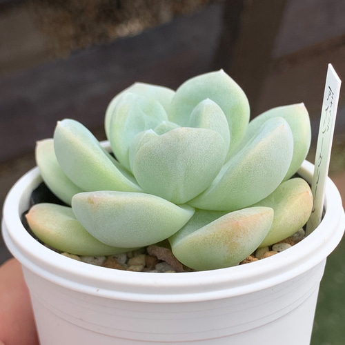 多肉植物 アイスグリーン1️⃣ 群生 可愛い そのまま発送 多肉植物