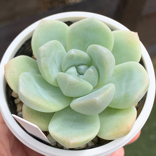 ☆アイシーグリーン 多肉植物 自家栽培 国産 多肉植物 美✴︎taniku