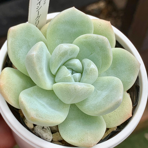 ☆アイシーグリーン 多肉植物 自家栽培 国産 多肉植物 美✴︎taniku