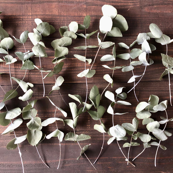 フレッシュグリーン　シック　オーバル　リース　ユーカリ　ドライフラワー　母の日 フレッシュグリーン シック オーバル リース ユーカリ ドライフラワー