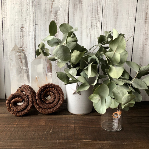 ユーカリ アップルボックス20本セット（フレッシュグリーン) ユーカリ