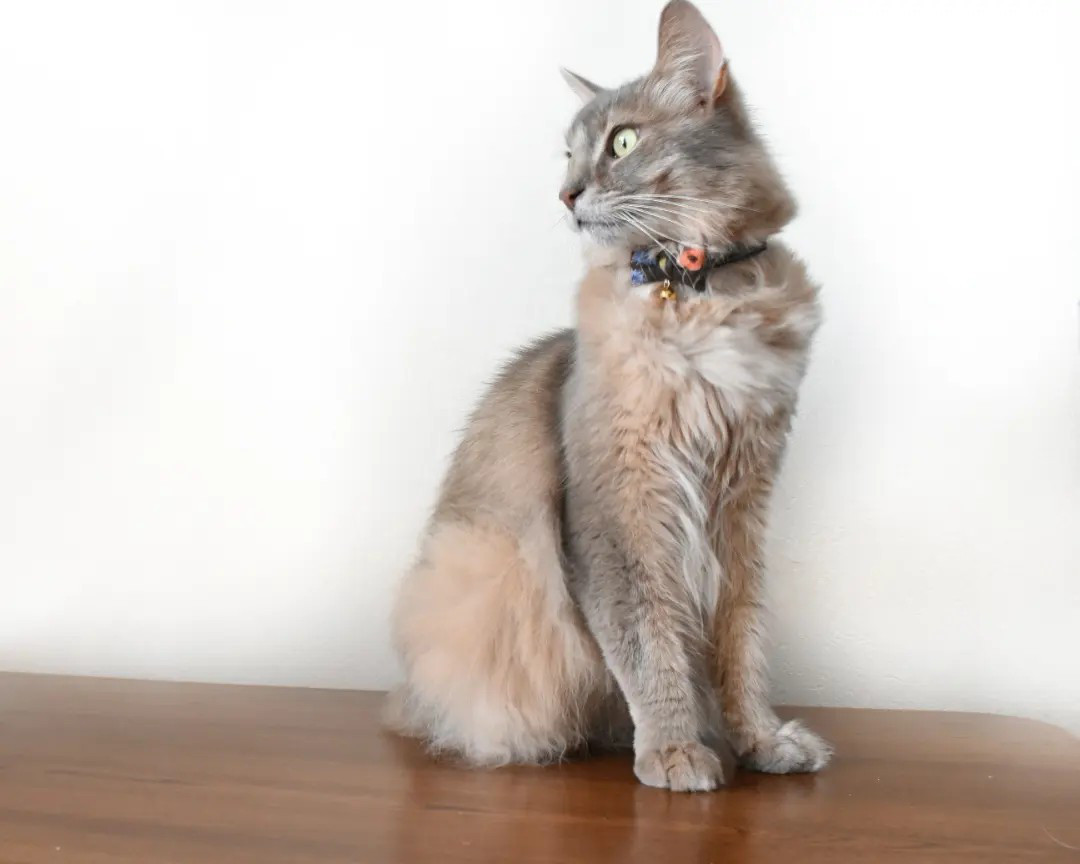 お散歩トートとおしゃれリボン【蝶ネクタイ】＊猫(&小型犬)首輪　土の香り