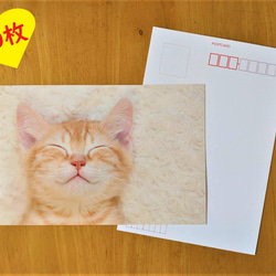 ポストカード「スヤスヤネコ」10枚セット+おまけ 1枚目の画像