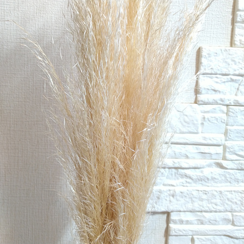 単品1本穂なし《ドライフラワー・パンパスグラス早生細身》ナチュラル