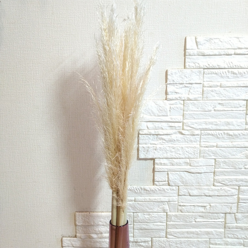単品1本穂なし《ドライフラワー・パンパスグラス早生細身