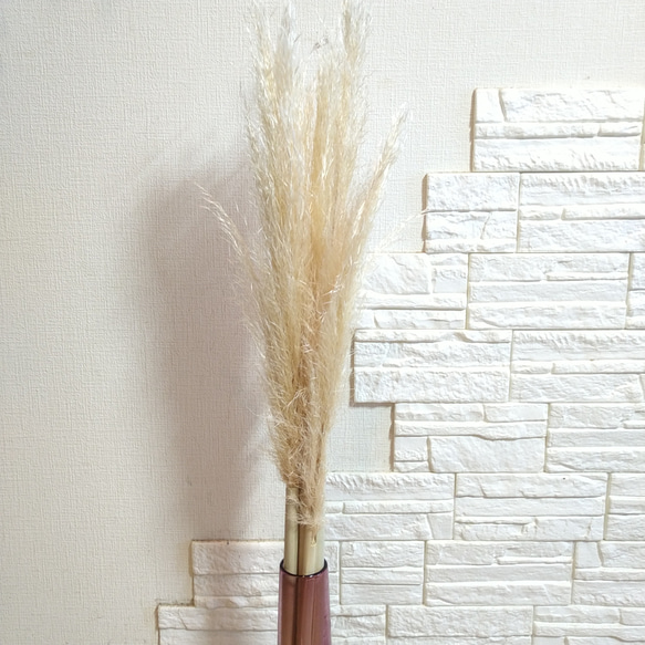 早生パンパスグラス 単品1本穂なし《ドライフラワー・パンパスグラス早生細身》ナチュラル
