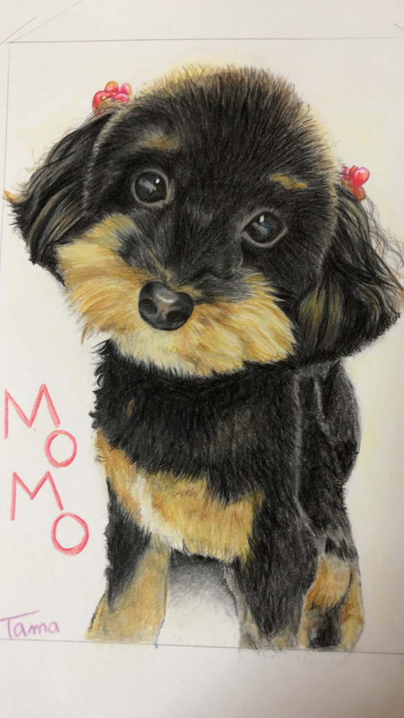 ペットの色鉛筆画 イラスト tama 通販 14452690｜Creema(クリーマ)