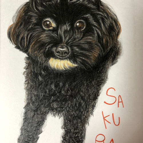 爆売り！ りんねです。色鉛筆画 パグ ペット - 絵画 絵画
