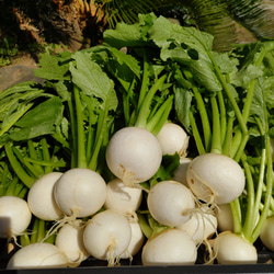 野菜たっぷり生活 10種類の乾燥野菜MIX 50g×2袋 簡単お手軽超便利！ 9枚目の画像
