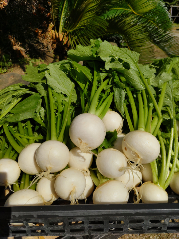 野菜たっぷり生活 10種類の乾燥野菜MIX 50g×2袋 簡単お手軽超便利！ 9枚目の画像