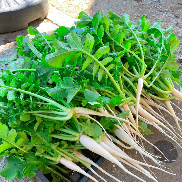野菜たっぷり生活 10種類の乾燥野菜MIX 50g×2袋 簡単お手軽超便利！ 5枚目の画像