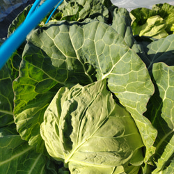 野菜たっぷり生活 10種類の乾燥野菜MIX 50g×2袋 簡単お手軽超便利！ 7枚目の画像