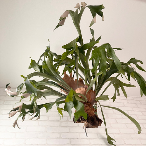 コウモリラン　ヴィーチー　流木ハンギング　現品 コウモリラン・ヴィーチー5号吊鉢 | [公式]e-花屋さん