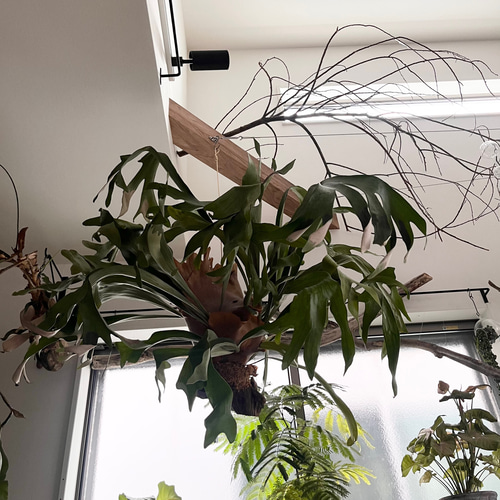 ビカクシダ コウモリラン ラウンド流木付け 観葉植物 ハンギング