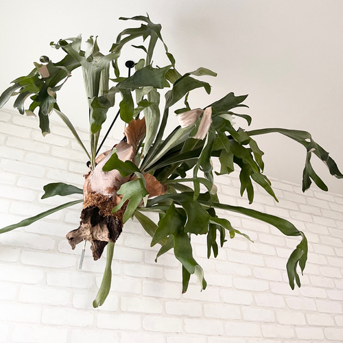 コウモリラン　ビカクシダ　流木ハンギング　グランデ コウモリラン ビカクシダ 流木ハンギング グランデ ビカクシダ