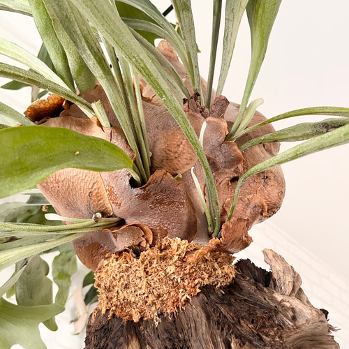 ビカクシダ コウモリラン ラウンド流木付け 観葉植物 ハンギング