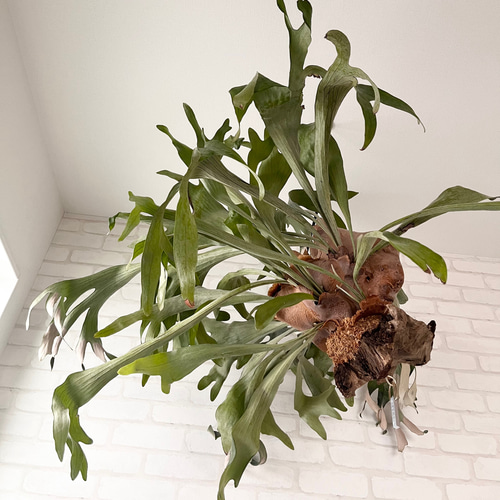 ビカクシダ コウモリラン ラウンド流木付け 観葉植物 ハンギング