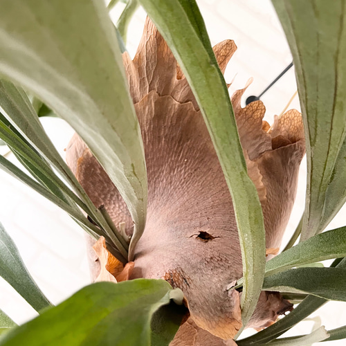 ビカクシダ コウモリラン ラウンド流木付け 観葉植物 ハンギング