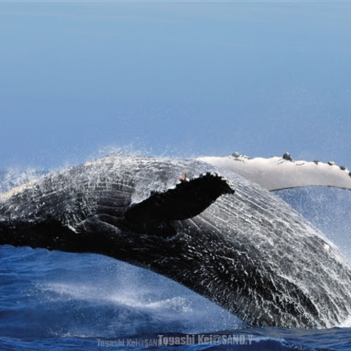 40×30レッスンバッグ 渋かっこいい 星空のクジラ×ヒッコリーデニム