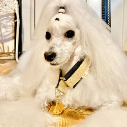 迷子札 Beans 3枚目の画像