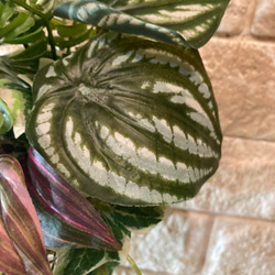 光触媒　人工観葉植物　ウォールグリーン　フェイク　フラワー　麻ペペロミア 8枚目の画像