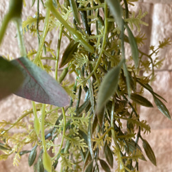 光触媒　人工観葉植物　ウォールグリーン　フェイク　フラワー　麻ペペロミア 8枚目の画像