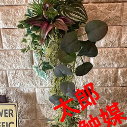 光触媒　人工観葉植物　ウォールグリーン　フェイク　フラワー　麻ペペロミア 3枚目の画像
