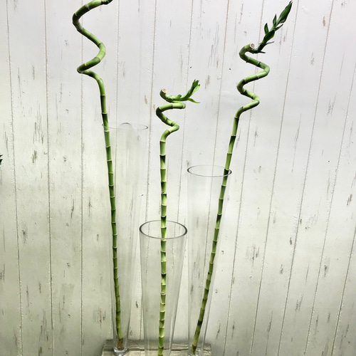 幸運竹 ミリオンバンブー スパイラルバンブー用 花瓶 ガラス グラス型