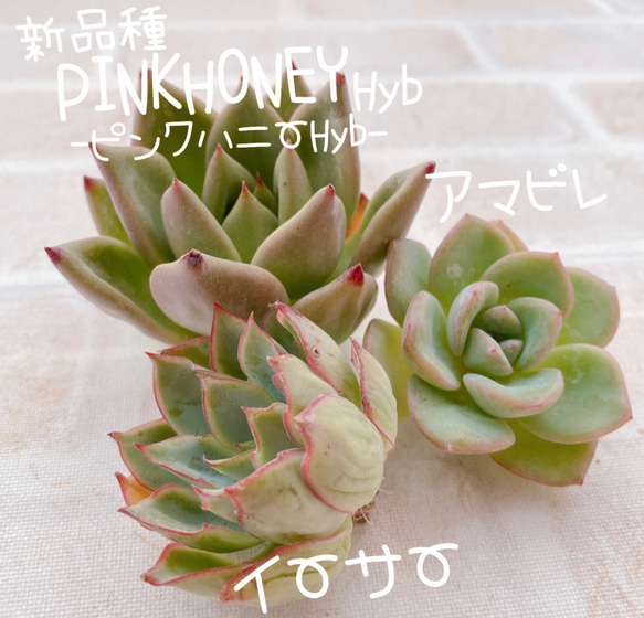 ハニーピンク ① 抜き苗 多肉植物 送料無料♡♡ 13.多肉植物