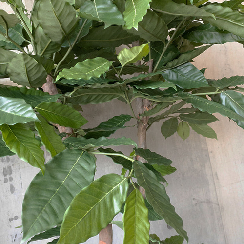 光触媒　人工観葉植物　ウォールグリーン　フェイク　フラワー　コーヒーの木ポット 光触媒 人工観葉植物 ウォールグリーン フェイク フラワー