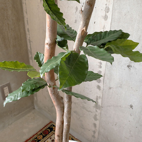 光触媒 人工観葉植物 ウォールグリーン フェイクグリーン コーヒーの木