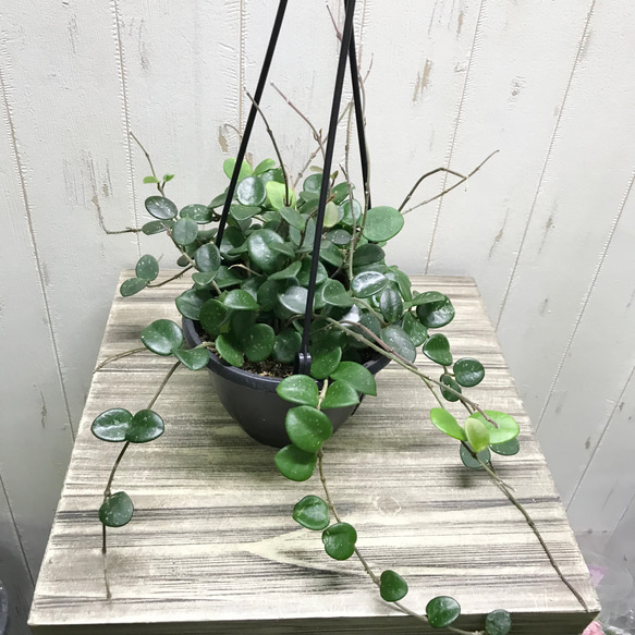 ホヤ　マチルダ　植え木鉢ごと ホヤ マチルダ 植え木鉢ごと