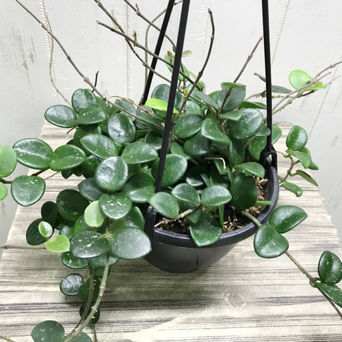 ボリュームあり♡ ホヤ マチルダ 吊り鉢 その他インテリア雑貨 PLANTS