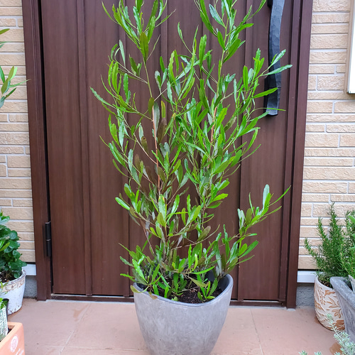 大きめ♪ドドナエア モダン大型鉢植え 苗 オージープランツ