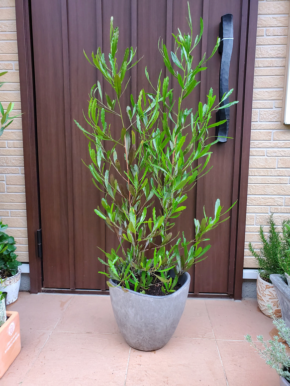 大きめ♪ドドナエア モダン大型鉢植え 苗 オージープランツ