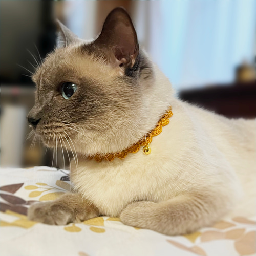 軽くてやわらかいレース編みの猫首輪【サイズオーダータイプ】オレンジ
