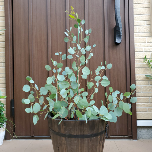 シンボルツリー ユーカリ 精し ポポラス 苗 レンガ風石膏鉢植え シンボルツリー ユーカリ 精し ポポラス 苗 レンガ風石膏鉢植え